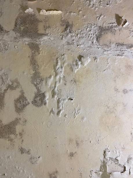 Mold Testing and Removal in Kapolei, HI